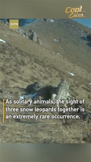 Gansu nature reserve records rare sight of three snow leopards