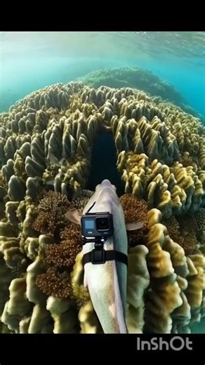 Fish POV in the Pacific Ocean: A Hidden Reef Cave