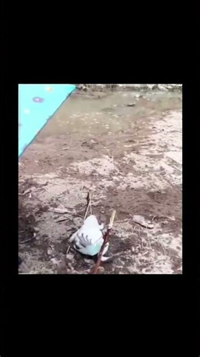 Real or AI? Fat froggy know how to relax