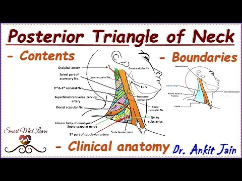 Posterior triangle of neck/ Anatomy/ Simplified - Boundaries, Contents & Clinical Anatomy