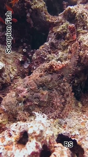 33K views · 533 reactions | Scorpionfish have venomous spines coated...
