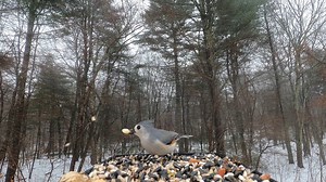 7.3K views · 935 reactions | Tufted Titmice, White-breasted Nuthatch, Black-Capped Chickadee | Critter Cam | Facebook