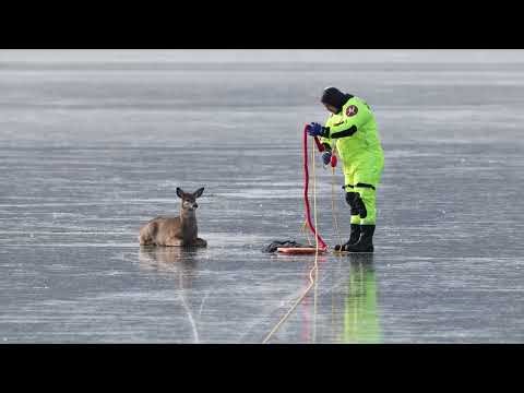 Firefighters Rescue Deer Trapped on Frozen Lake