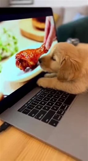 Dog Doing Cute Things #dog #pet #funny #fyp #cute | dog cute