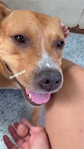 my crazy dog's 😅 #liona #animallove #dogs #vloganimal