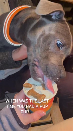 Throwback Thursday 🔙🐶 . . . #bluestaff #bluestaffy #bluestaffypuppy #bluestaffordshirebullterrier #bluebronson #staff #staffy #throwbackthursday #staffygram #staffylove #cute #puppy #2weekoldpuppy | Blue staff puppies for adoption