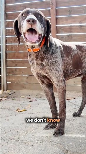 Why This Sweet Dog Was Given Up… We’ll Never Know
