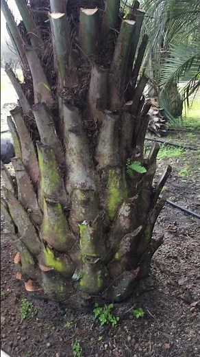 Cleaning and Trimming a Pindo Palm/Large Trees and Palms For Sale