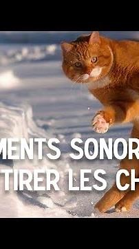 Miaulement de chat pour faire réagir un chat