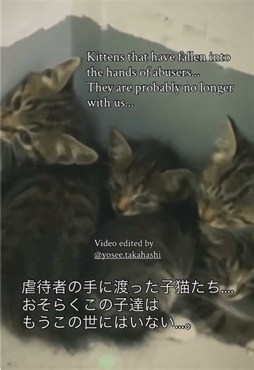 Stopping Cat Torture in China: Join the Movement