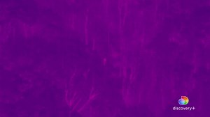 The Finding Bigfoot team is back together for the first time in years. Will they finally discover the proof they need? #discoveryplus Stream #FindingBigfoot: The Search Continues Monday, Feb 8 exclusively on discovery . | Animal Planet