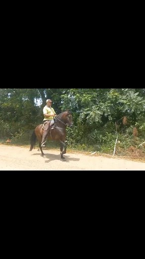 Ventas Equinas De La Costa on Instagram: "DISPONIBLE 🗣 CONQUISTADOR DE LAS ALHAJAS potro 4 años de edad Entero Andar P3 Trocha Pura Con Registro 📜 Padre: Prodigio FC Abp: Altanero Junior Madre: Verónica de la clara Abm: Onix FC Pasta en: corozal-sucre 🍃 Más información al WhatsApp 310 458 9677 📲 Síguenos en Instagram @ventaequinadelacosta "Venta y fomento de nuestro Caballo Criollo Colombiano" . . . #caballosdepaso #trochapura #trochapuracolombiana #comprayventadecaballos #caballosparqueados