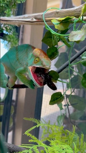 Chameleon Catches a Cockroach🤯😳