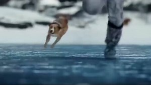 雪橇犬靠着天生的直觉，撞破冰层找到躲避雪崩的山洞，两次救下主人
