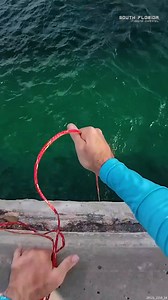 Bridge Fishing in the Florida Keys | South Florida Fishing Channel