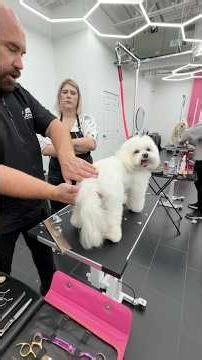 Always feel your dog and know their anatomy before clippering or trimming! ✂️