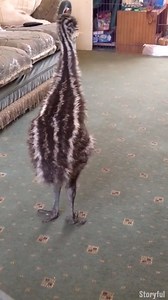This emu gets so excited when his best doggo mate turns up 😂😂 | LADbible