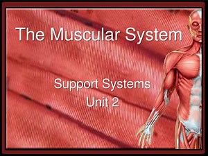 The Muscular System - SlideServe