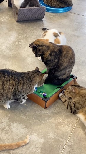 1.4M views · 66K reactions | The Furballs will rock you in a game of pool  #letsplayball #pool #8ball #toocute #cagefree #catsanctuary #furballs #catlovers #catscatscats #furballfarmpetsanctuary | Furball Farm Cat Sanctuary | Facebook
