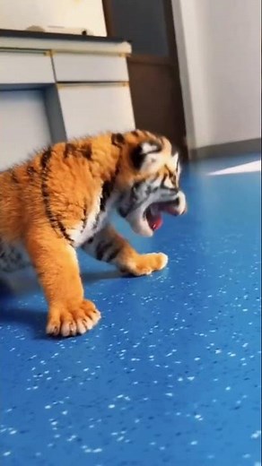 Cutest Tiger Cub Moments That’ll Melt Your Heart!" #cute