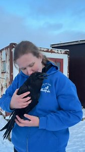 My amazing talking raven I safede for nearly 10 years ago ❤️ His name is Krummi ❤️❤️ Krummi is s nickname for raven (Hrafn) ❤️ Thanks to Lucy and Ben for this video ❤️❤️ #Hólar farm | Hólar farm minizoo in Iceland