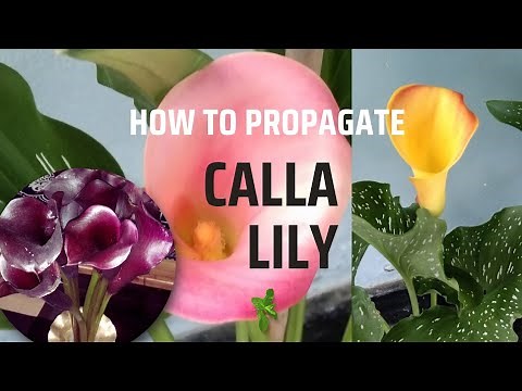 How to propagate Calla Lily|| Care tips of Lilies|| How to plant and grow Arum Lily