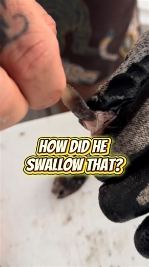 Nate Sorensen on Instagram: "We caught nothing but Small Lionfish but they had a big appetite!! #invasivespecies #slayeatrepeat #lionfishextermination #nonprofitorganization #lionfish @Diveforcee #lionfishexterminationcorp"