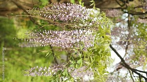 Blooming violet Wisteria Sinensis. Beautiful Prolific tree with scented classic purple flowers in hanging racemes. Blue Chinese wisteria is a species of flowering plant in the pea and Fabaceae family