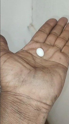 finches bird from Egg to Flight _ The Smallest Bird You've Ever Seen