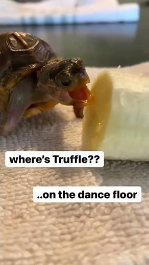 Turtle dancing meme