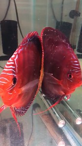 5.5K views · 91 reactions | Red Cuipeua Cross with Fry <3 A gorgeous and very rare Pair. Thanks to Al Castro and all the Best for your Future Breedings :-) | Volkers Discus Paradise Berlin | Facebook