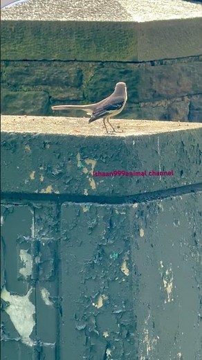 Mockingbird call/sounds