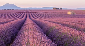 Lavande : 10 vertus utiles au quotidien