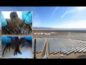 Evidence Suggests World’s Largest Solar Farm Burns Birds That Fly over It