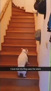 3.9M views · 155K reactions | Funny and cute dogs compilation 藍 殺 | Cuteyfunny | Facebook