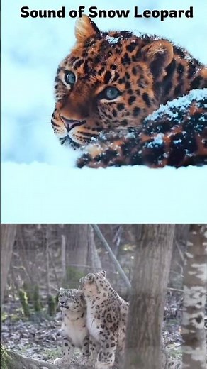 Snow Leopard Sound | Real Snow Leopard Roar | Animal Sounds for Kids