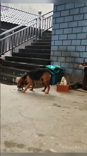 The mother dog feeds the kittens as if they were her own children#dog #kitten