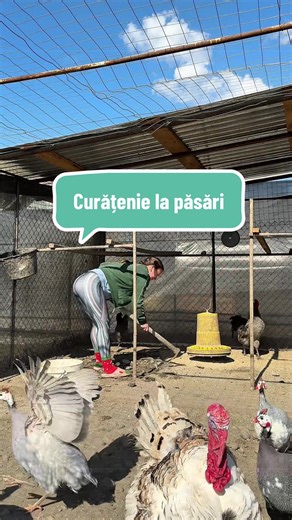 Trebuie să mă gândesc cum să fac să folosesc un aparat de spălat cu presiune în grădină aici; să le spăl cimentul și toate bârnele pe care dorm. Nu e curățenia generală de primăvară asta…luai doar grosul. 😆 #curatenie #primavara2026 #viatalatara #tinutazilei #femeia