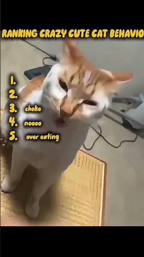 CRAZY CUTE CAR 😍😍 #cat #kitten #cute #ytshorts #cutestanimals #cutecat