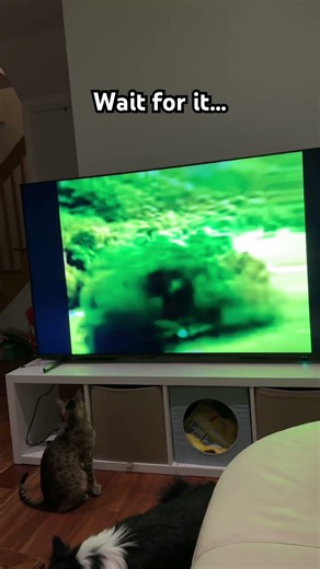 I don’t have kids so I’m trying to scare my cat #funny #pets #cat