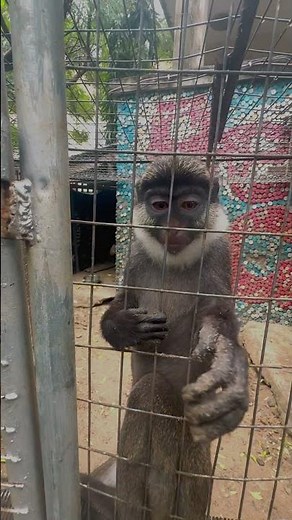 AN OLD WORLD MONKEY-#guenon