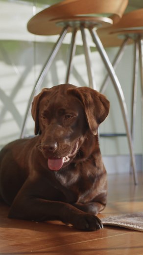 22 reactions | Protect the home and things you love with RACQ Home & Contents Insurance. Buy online now! T&Cs apply. | RACQ | Facebook