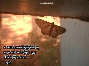 19K views · 723 reactions | Myaw Lin Chat Lay//Phyo Pyae Sone -Alice https://t.me/harumyanmar | 헛헔헥헨 헙헢헥 헦헜헠헣 | Facebook