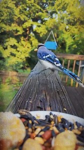 4.2K views · 311 reactions | Blue jay Vs cardinal ⚡ Stay tuned to see who wins in the end. | Cardinal Bird Fans Page | Facebook
