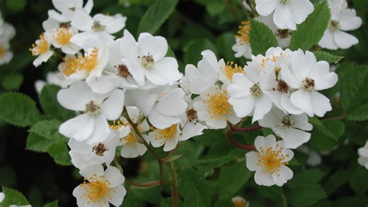 Removing multiflora rose: How to handle the invasive species we once welcomed