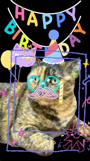 誕生日おめでとう♪がんま#にゃらん #cat #猫のいる暮らし #ねこ #三毛猫 #にゃらん #さびがら ダイエットしなきゃ猫様も