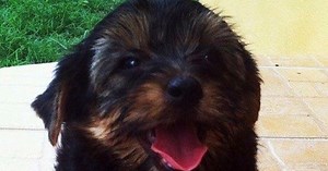 Necropsy: Dog that died during PetSmart grooming had heartworms