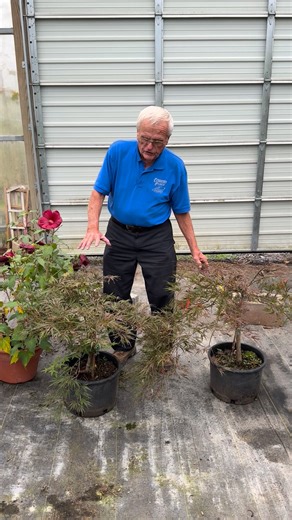 Spreading Japanese maple and hibiscus | Country Place Greenhouse