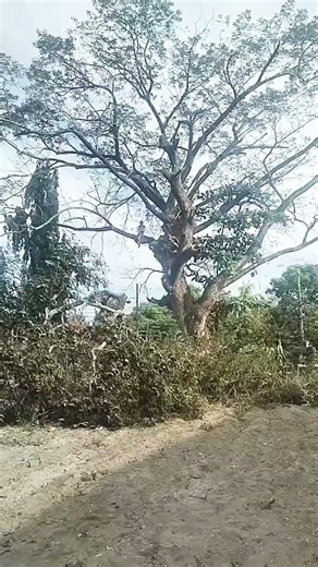 Trimming Acacia tree #trimming #acacia