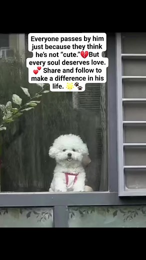 83K views · 10K reactions | Everyone passes by him just because they think he’s not “cute.”But every soul deserves love.  Share and follow to make a difference in his life.  #LittleSoul #EveryDogMatters #UnconditionalLove #AdoptDontShop #DogLove #RescueDogs #ForeverHome #SupportStrays #SpreadKindness #DogsOfInstagram #MakeADifference #DogRescue | Whisker Stories | Facebook